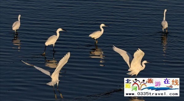 517dujia商旅平臺