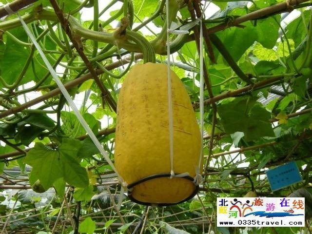 北戴河集發(fā)生態(tài)觀光園