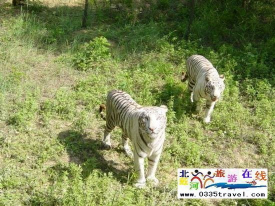 秦皇島野生動物園