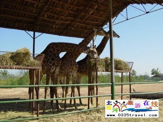 秦皇島野生動物園