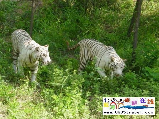 秦皇島野生動物園