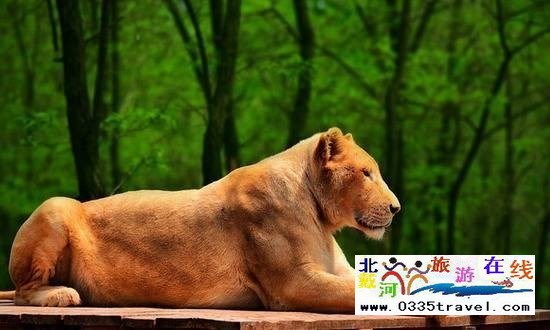 秦皇島野生動物園