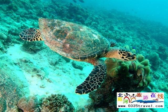 北戴河圣藍(lán)皇家海洋公園