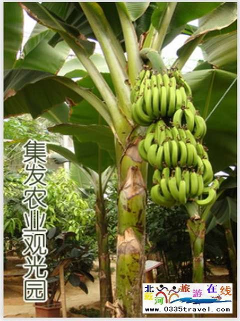 秦皇島一卡通旅游年票優(yōu)惠辦理電話0335-3522588 3522599 13191824199